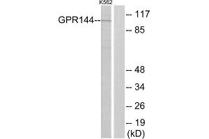 Western blot analysis of extracts from K562 cells, using GPR144 antibody. (GPR144 anticorps  (N-Term))