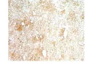 Mouse brain tissue stained by Rabbit AntiINSL-5 (Mouse) Serum (INSL5 anticorps)