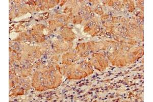 Immunohistochemistry of paraffin-embedded human adrenal gland tissue using ABIN7147508 at dilution of 1:100 (PDE2A anticorps  (AA 15-226))