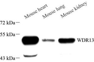 Western blot analysis of WDR13 (ABIN7076212) at dilution of 1: 1000 (WDR13 anticorps)