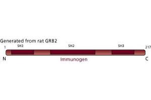 Image no. 4 for anti-Growth Factor Receptor-Bound Protein 2 (GRB2) (AA 1-217) antibody (ABIN967755)