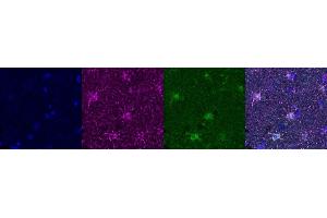 Immunohistochemistry (IHC) image for anti-Aldehyde Dehydrogenase 1 Family, Member L1 (ALDH1L1) antibody (ABIN7456338)
