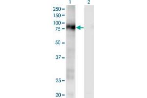 Western Blot analysis of CD93 expression in transfected 293T cell line by CD93 monoclonal antibody (M04), clone 1A4. (CD93 anticorps  (AA 33-140))