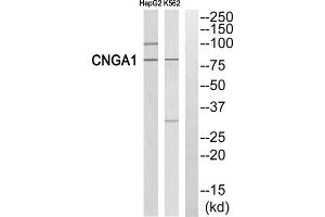 Western blot analysis of extracts from HepG2 cells and K562 cells, using CNGA1 antibody.