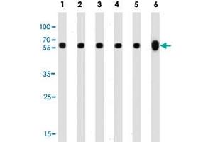 Western blot analysis of Lane 1: 293 whole cell lysates Lane 2: CEM whole cell lysates Lane 3: Hela whole cell lysates Lane 4: Y79 whole cell lysates Lane 5: rat PC-12 cell line lysates Lane 6: mouse brain tissue lysates reacted with TUBB monoclonal antibody  at 1:1000 dilution.