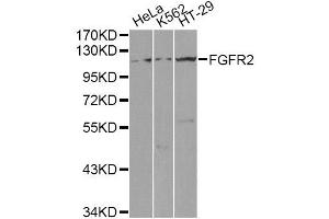Western blot analysis of extracts of various cell lines, using FGFR2 antibody.