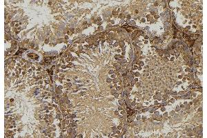 ABIN6276771 at 1/100 staining Mouse testis tissue by IHC-P.