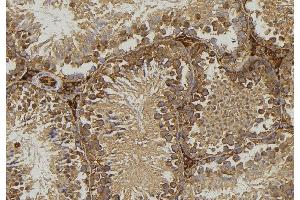 ABIN6276771 at 1/100 staining Mouse testis tissue by IHC-P. (FABP2 anticorps  (C-Term))