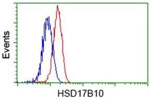 Image no. 8 for anti-Hydroxysteroid (17-Beta) Dehydrogenase 10 (HSD17B10) antibody (ABIN1498725) (HSD17B10 anticorps)