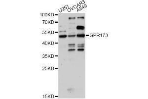 Western blot analysis of extracts of various cell lines, using GPR173 antibody (ABIN6293208) at 1:1000 dilution. (GPR173 anticorps)
