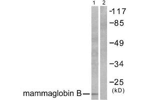 Western Blotting (WB) image for anti-Secretoglobin, Family 2A, Member 1 (SCGB2A1) (N-Term) antibody (ABIN1848656) (SCGB2A1 anticorps  (N-Term))