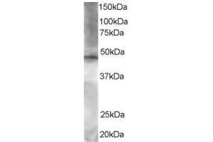 Image no. 1 for anti-BRF2, Subunit of RNA Polymerase III Transcription Initiation Factor, BRF1-Like (BRF2) (AA 406-419) antibody (ABIN293984) (BRF2 anticorps  (AA 406-419))