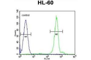 Flow cytometric analysis of HL-60 cells using DPPA5 Antibody (N-term) Cat.