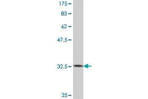 Western Blot detection against Immunogen (32.