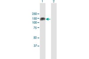 Western Blot analysis of PKN1 expression in transfected 293T cell line by PKN1 MaxPab polyclonal antibody.