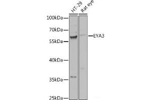 EYA3 anticorps