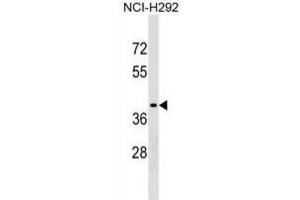 Western Blotting (WB) image for anti-Sorting Nexin 21 (SNX21) antibody (ABIN2999582) (SNX21 anticorps)