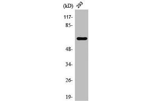 Western Blot analysis of HT29 cells using Rab11-FIP4 Polyclonal Antibody (RAB11FIP4 anticorps  (Internal Region))