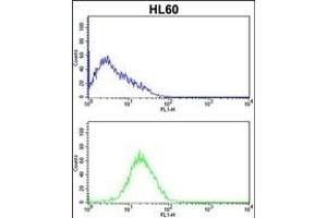 CASP2 Antibody (Center) (ABIN388122 and ABIN2846317) flow cytometric analysis of HL60 cells (bottom histogram) compared to a negative control cell (top histogram). (Caspase 2 anticorps  (AA 198-226))