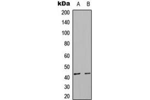 Western blot analysis of DUSP6 expression in HepG2 (A), NIH3T3 (B) whole cell lysates.