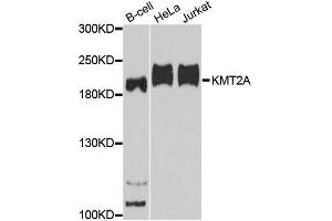 Western blot analysis of extracts of various cell lines, using KMT2A antibody.