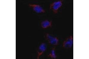 Immunofluorescence analysis of BMP7 antibody and HeLa cells. (BMP7 anticorps  (AA 15-44))