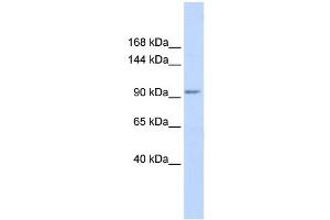 WB Suggested Anti-KCTD19 Antibody Titration:  0. (KCTD19 anticorps  (N-Term))