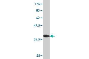 Western Blot detection against Immunogen (36. (MSRB2 anticorps  (AA 102-201))