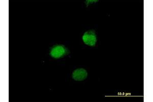 Immunofluorescence of purified MaxPab antibody to SESN3 on HeLa cell. (SESN3 anticorps  (AA 1-321))