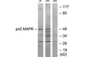 Western blot analysis of extracts from Jurkat/293 cells, using p42 MAPK Antibody. (ERK2 anticorps  (AA 136-185))