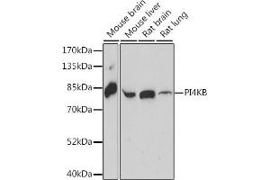 Western blot analysis of extracts of various cell lines, using PI4KB antibody (ABIN7269287) at 1:1000 dilution.