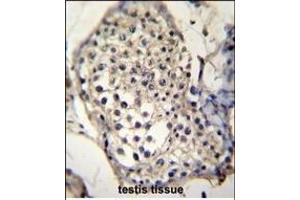 SELV Antibody (C-term) (ABIN655287 and ABIN2844877) immunohistochemistry analysis in formalin fixed and paraffin embedded human testis tissue followed by peroxidase conjugation of the secondary antibody and DAB staining. (Selenoprotein V anticorps  (C-Term))