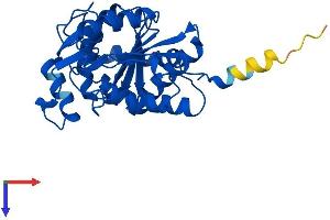 AlphaFold protein structure predicition of Mouse Recombinant Gnpda1 Protein, UniprotID O88958