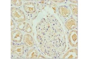 Immunohistochemistry of paraffin-embedded human kidney tissue using ABIN7144769 at dilution of 1:100
