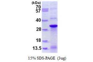 Image no. 1 for DnaJ (Hsp40) Homolog, Subfamily C, Member 12 (DNAJC12) protein (His tag) (ABIN1098343)