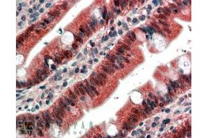 ABIN185351 (4µg/ml) staining of paraffin embedded Human Small Intestine.