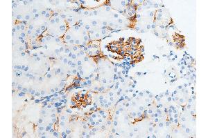 ABIN6267252 at 1/100 staining mouse kidney tissue sections by IHC-P.