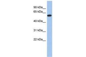 Image no. 1 for anti-Zinc Finger Protein 496 (ZNF496) (AA 431-480) antibody (ABIN6742181) (ZNF496 anticorps  (AA 431-480))