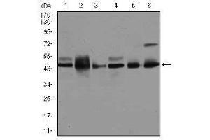 Image no. 2 for anti-Mitogen-Activated Protein Kinase 8 (MAPK8) antibody (ABIN1499314) (JNK anticorps)