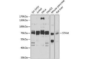Western blot analysis of extracts of various cell lines, using STAM antibody (ABIN1682903, ABIN3018681, ABIN3018682 and ABIN6220539) at 1:1000 dilution. (STAM anticorps  (AA 120-210))