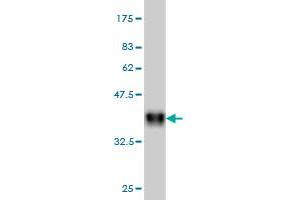 Western Blot detection against Immunogen (36.