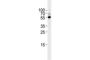 TGF Beta 2 antibody western blot analysis in Raji lysate. (TGFB2 anticorps  (AA 277-306))