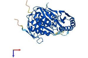 AlphaFold protein structure predicition of Mouse Recombinant Rcl1 Protein, UniprotID Q9JJT0