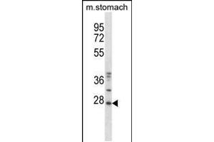 Western blot analysis in mouse stomach tissue lysates (35ug/lane). (TP53RK anticorps  (AA 100-128))