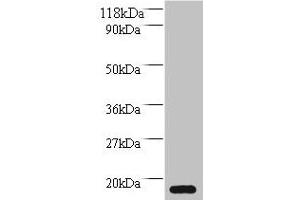 Western blot All lanes: MRFAP1L1 antibody at 2 μg/mL + HepG2 whole cell lysate Secondary Goat polyclonal to rabbit IgG at 1/10000 dilution Predicted band size: 15 kDa Observed band size: 15 kDa (MRFAP1L1 anticorps  (AA 1-127))