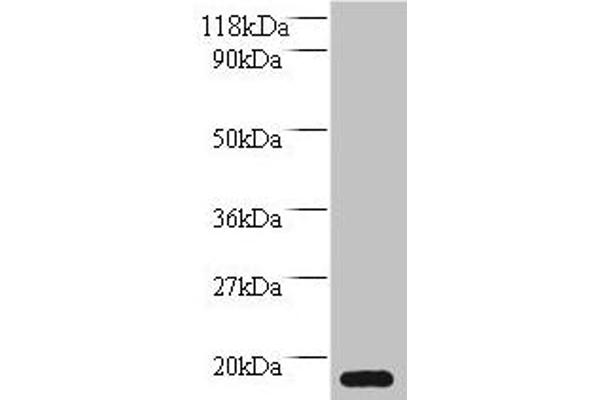 MRFAP1L1 anticorps  (AA 1-127)