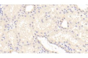 Detection of BMP7 in Human Kidney Tissue using Polyclonal Antibody to Bone Morphogenetic Protein 7 (BMP7)