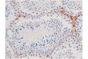 ABIN6267526 at 1/200 staining Mouse testis tissue sections by IHC-P.