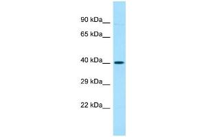 Host: Rabbit Target Name: OR52A5 Sample Type: Placenta lysates Antibody Dilution: 1. (OR52A5 anticorps  (C-Term))