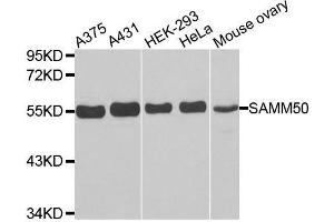 Western blot analysis of extracts of various cell lines, using SAMM50 antibody.